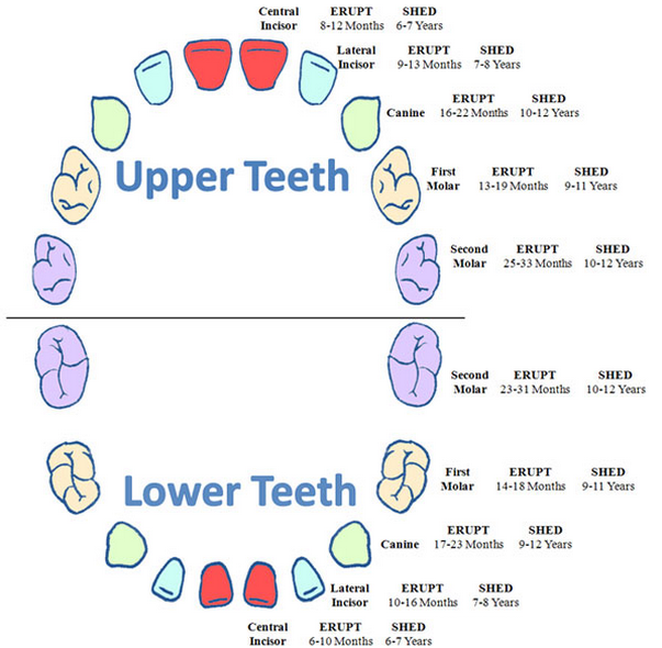 Teeth Eruption Cycle And When To Consult A Dentist Dr Nidhi