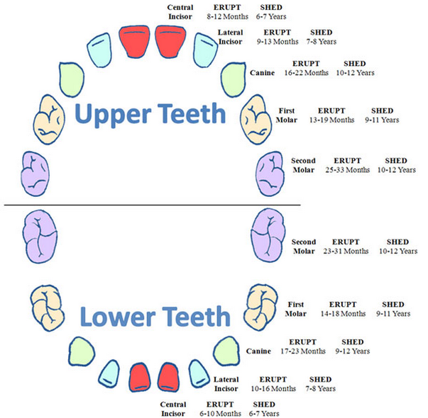 Teeth Eruption Cycle and When to consult a Dentist? Dr Nidhi